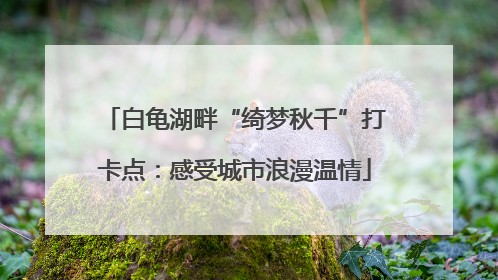 白龟湖畔“绮梦秋千”打卡点：感受城市浪漫温情