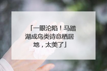 一眼沦陷！马踏湖成鸟类诗意栖居地，太美了