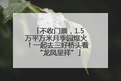 不收门票，1.5万平方米月季园爆火！一起去三好桥头看“龙凤呈祥”