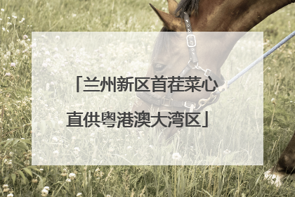兰州新区首茬菜心直供粤港澳大湾区