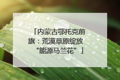 内蒙古鄂托克前旗：荒漠草原绽放“能源马兰花”