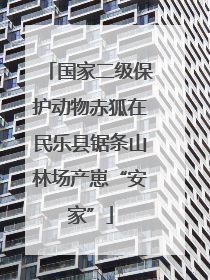 国家二级保护动物赤狐在民乐县锯条山林场产崽“安家”