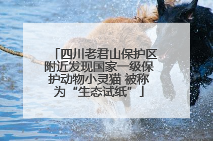 四川老君山保护区附近发现国家一级保护动物小灵猫 被称为“生态试纸”