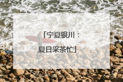 宁夏银川：夏日采茶忙