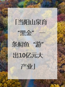 当阳山泉育“黑金” 一条鲟鱼“游”出10亿元大产业