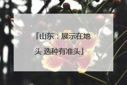 山东：展示在地头 选种有准头