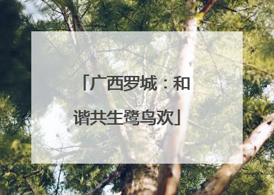 广西罗城：和谐共生鹭鸟欢