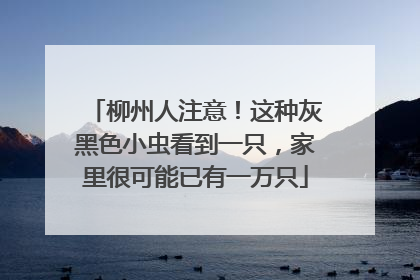 柳州人注意！这种灰黑色小虫看到一只，家里很可能已有一万只