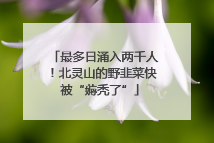最多日涌入两千人！北灵山的野韭菜快被“薅秃了”