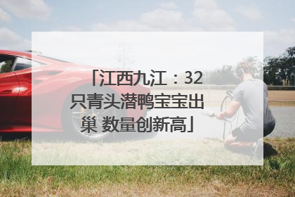 江西九江：32只青头潜鸭宝宝出巢 数量创新高