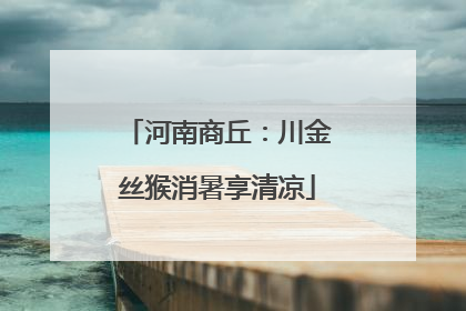 河南商丘：川金丝猴消暑享清凉