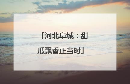 河北阜城：甜瓜飘香正当时