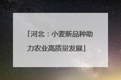 河北：小麦新品种助力农业高质量发展