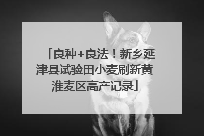 良种+良法！新乡延津县试验田小麦刷新黄淮麦区高产记录