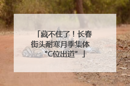 藏不住了！长春街头耐寒月季集体“C位出道”