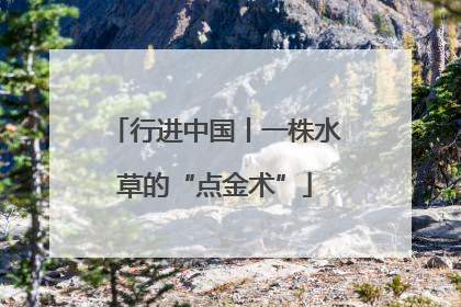 行进中国丨一株水草的“点金术”
