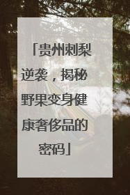 贵州刺梨逆袭，揭秘野果变身健康奢侈品的密码