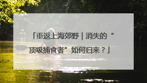 重返上海郊野|消失的“顶级捕食者”如何归来?