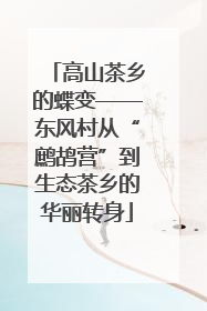 高山茶乡的蝶变——东风村从“鹧鸪营”到生态茶乡的华丽转身