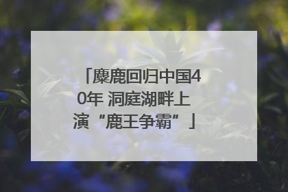 麋鹿回归中国40年 洞庭湖畔上演“鹿王争霸”