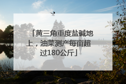黄三角重度盐碱地上，油菜测产每亩超过180公斤