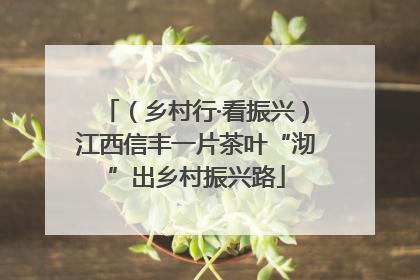 （乡村行·看振兴）江西信丰一片茶叶“沏”出乡村振兴路